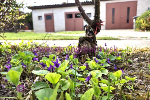 Znížená cena! 3 izbový rodinný dom s garážou v obci Pataš